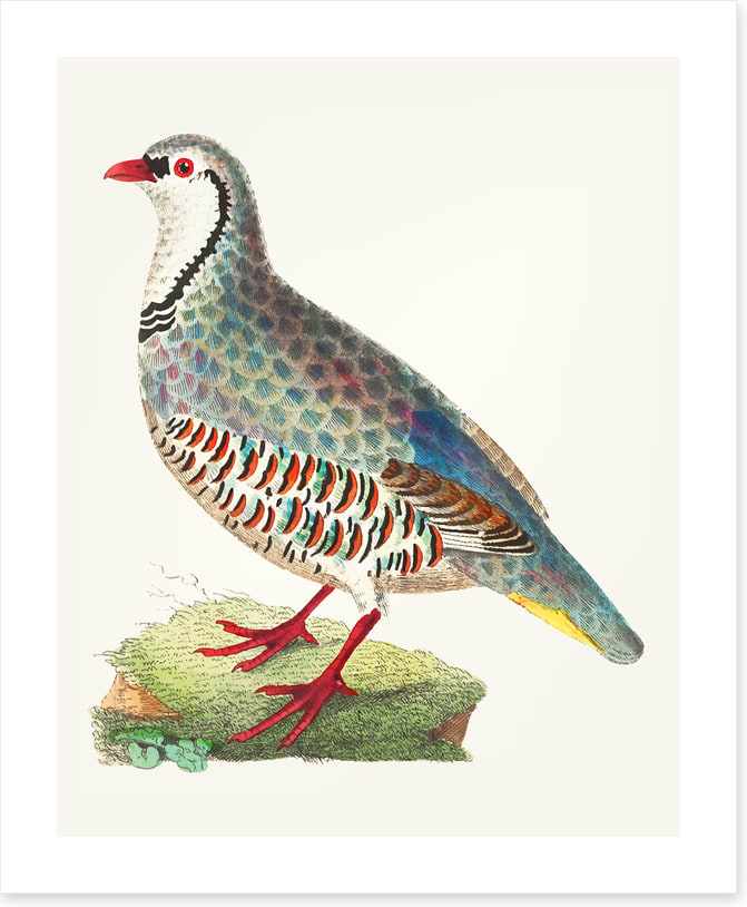 Birds