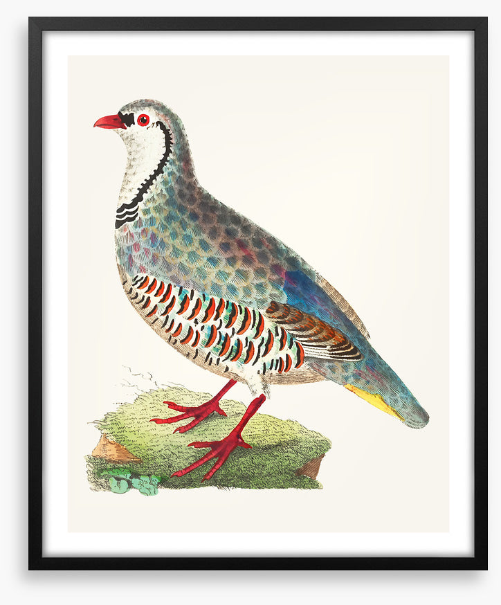 Birds
