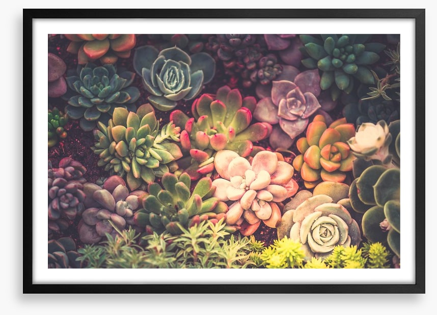 Succulent shadows