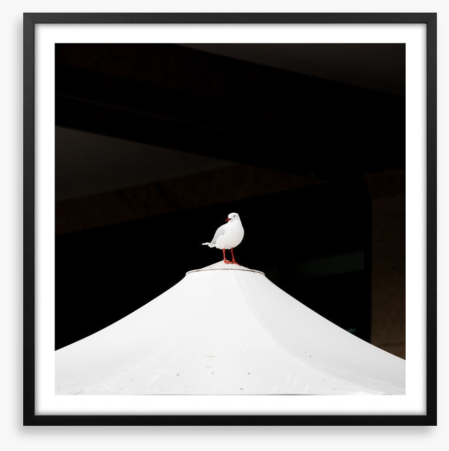 Waiting seagull