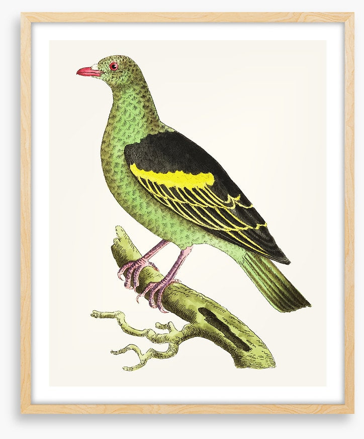 Birds