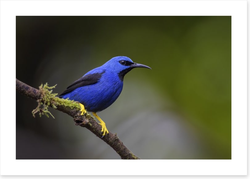 Vivid blue honeycreeper