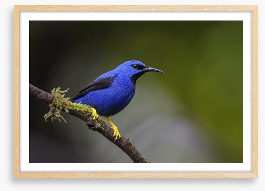 Vivid blue honeycreeper