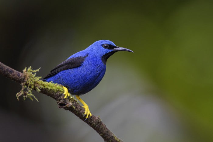 Vivid blue honeycreeper