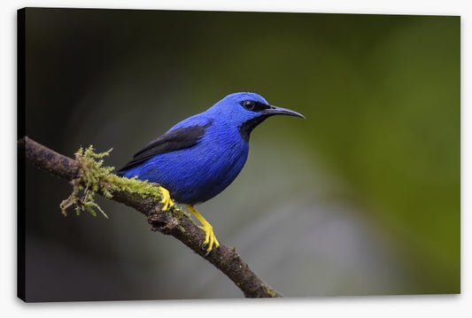 Vivid blue honeycreeper