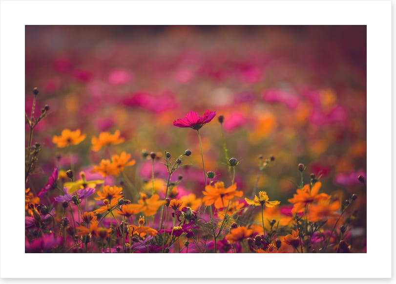 Meadows