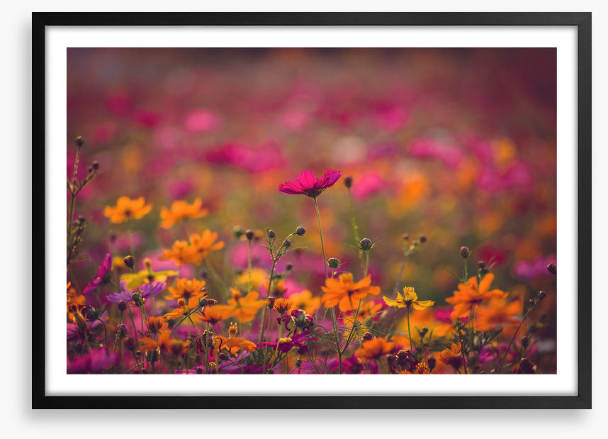 Meadows