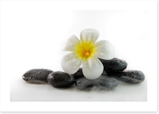 Plumeria on the rocks