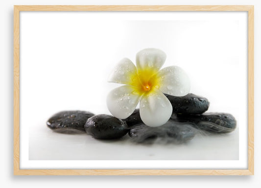 Plumeria on the rocks