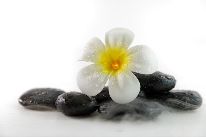 Plumeria on the rocks