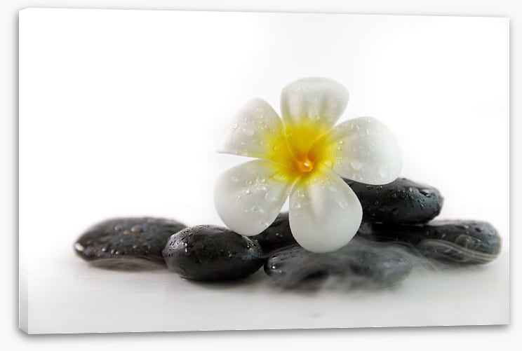 Plumeria on the rocks