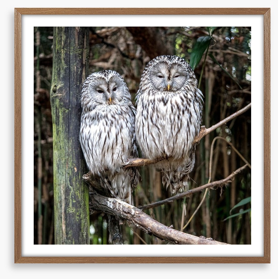 Together in the tree