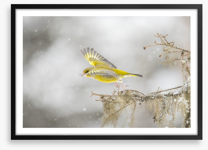 Birds