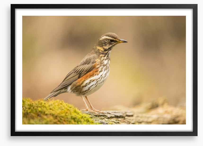 Birds