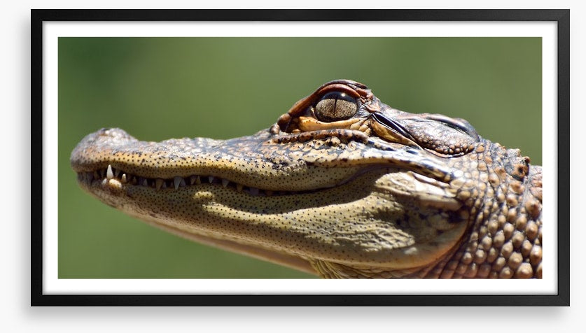 Reptiles / Amphibian