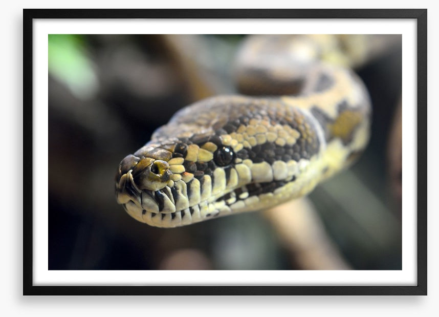 Carpet python glare