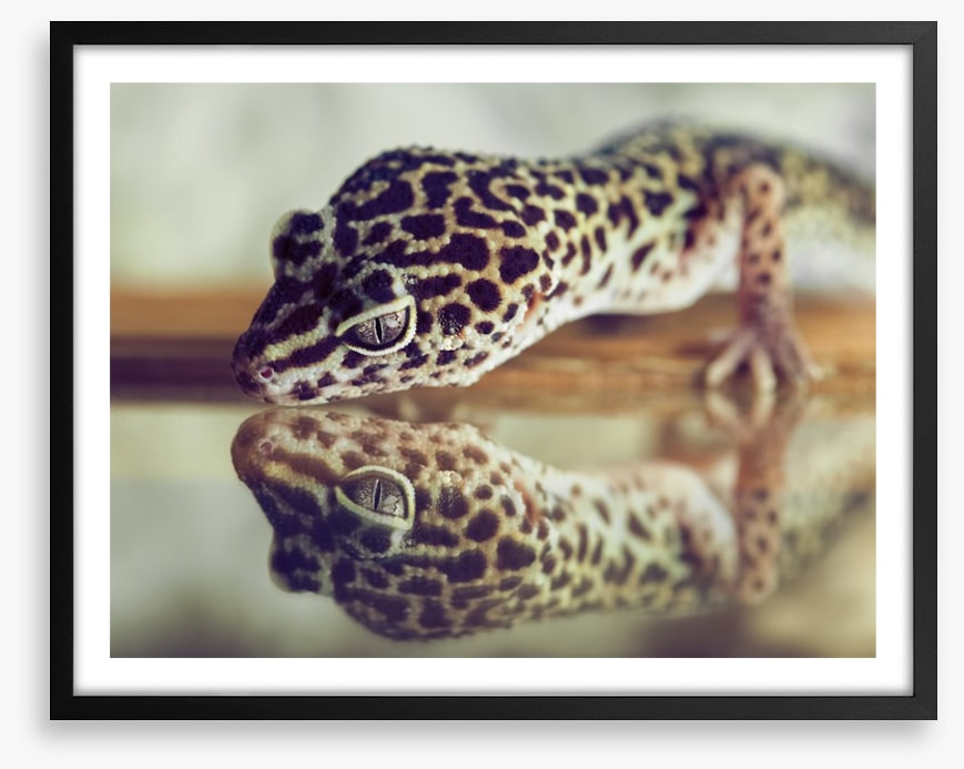 Gecko mirror