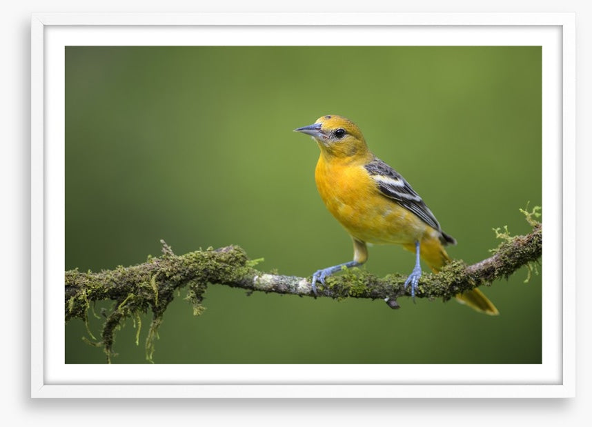 Birds