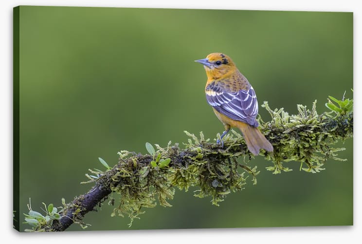 Birds