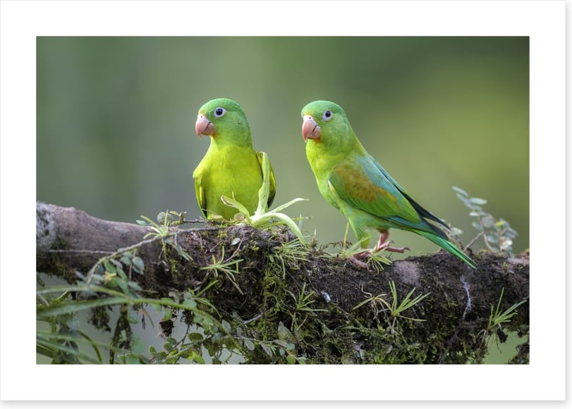 Birds