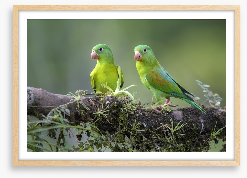 Birds
