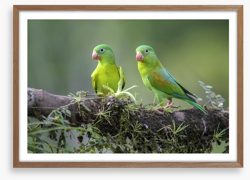 Birds