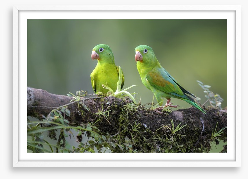 Birds