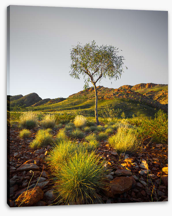 A single tree
