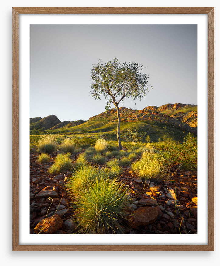 A single tree
