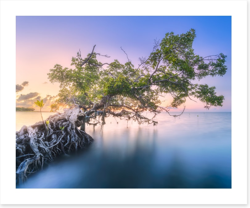 Trees