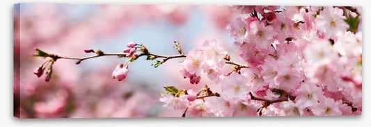 Cherry blossom panorama