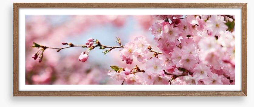 Cherry blossom panorama