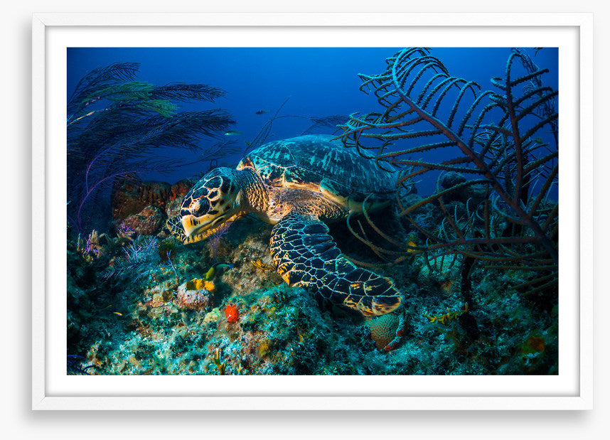 Hawksbill hideout