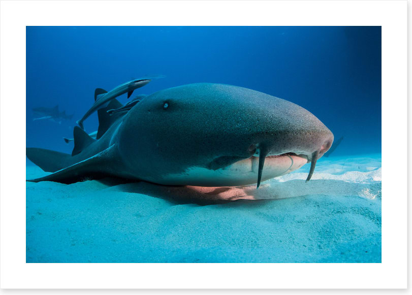 Nurse shark blues