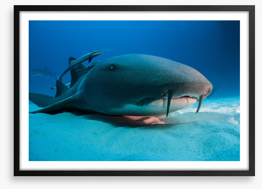 Nurse shark blues