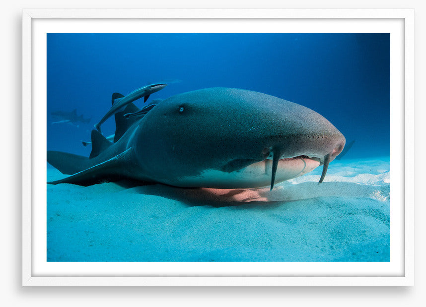 Nurse shark blues
