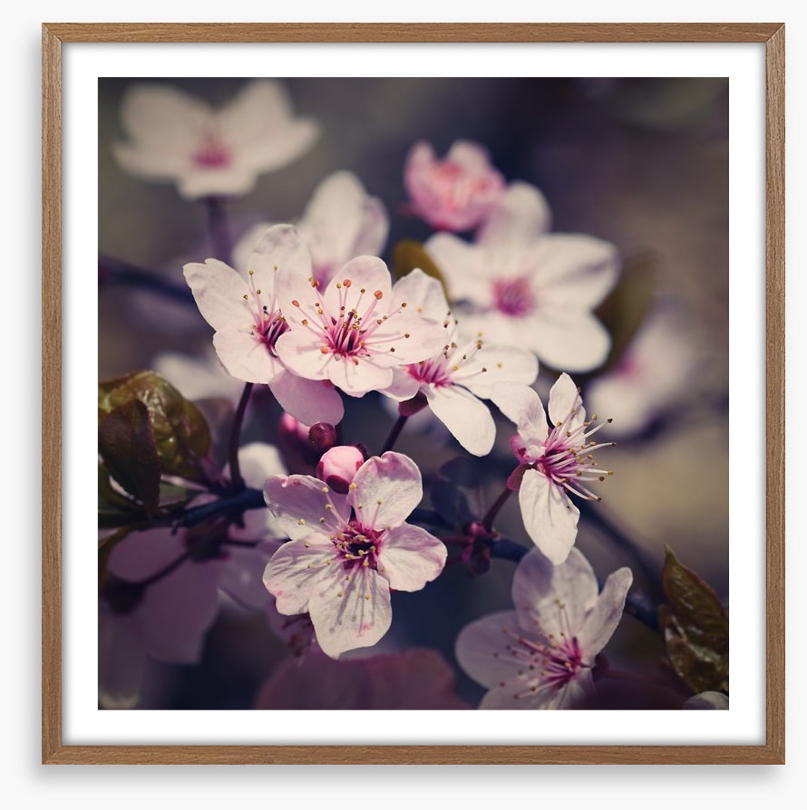 Eternal bloom