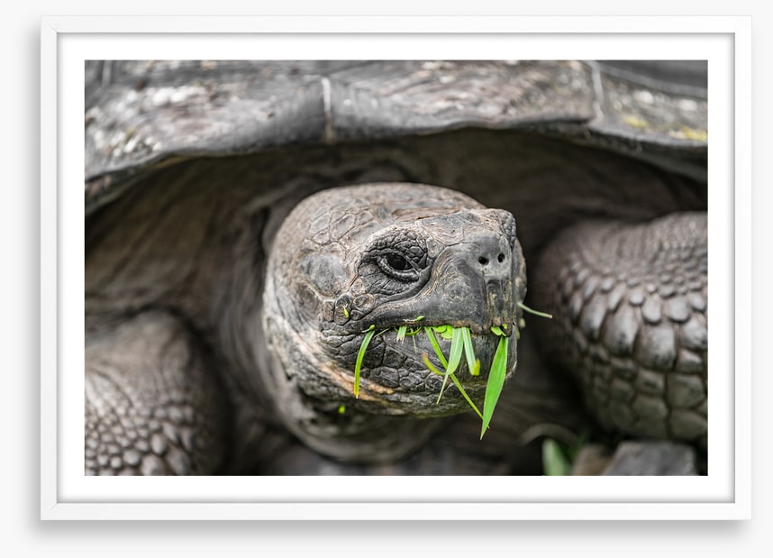 Reptiles / Amphibian