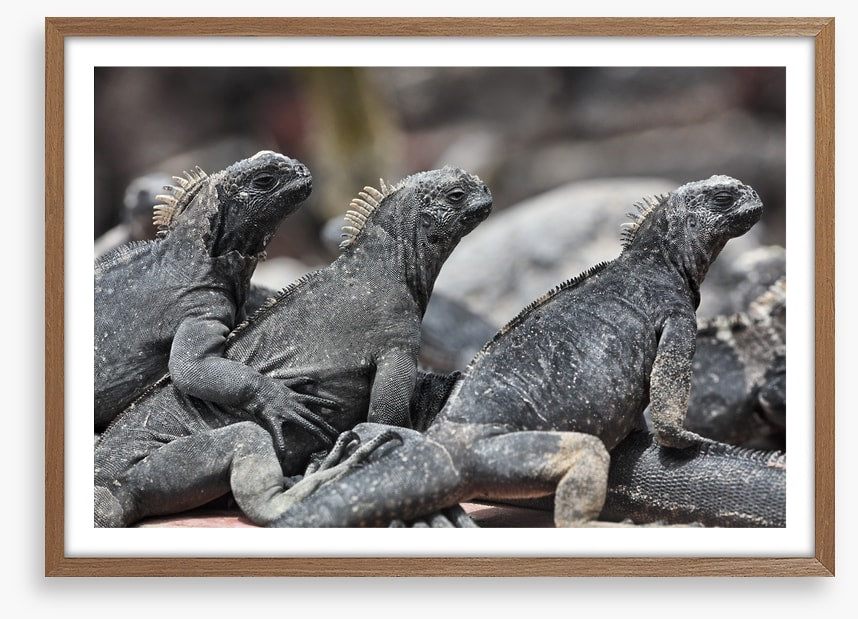 Reptiles / Amphibian