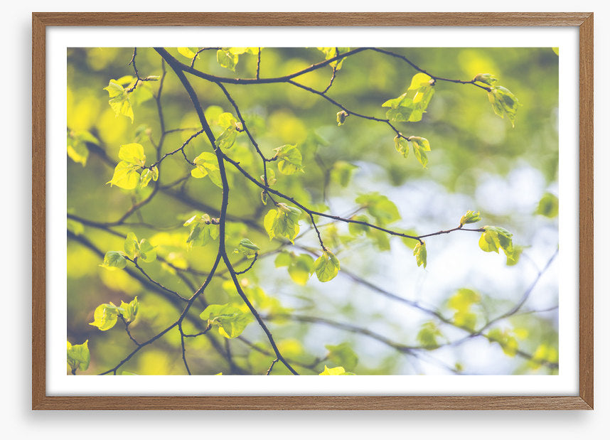 Sunlight leaves