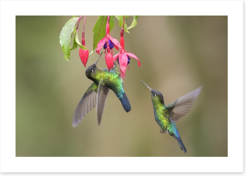Fiery throated hummingbirds