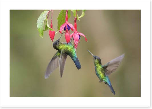 Fiery throated hummingbirds
