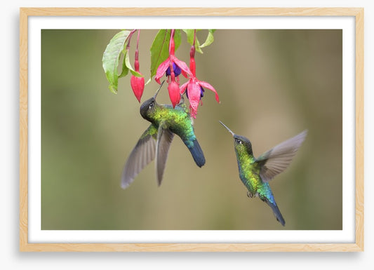 Fiery throated hummingbirds