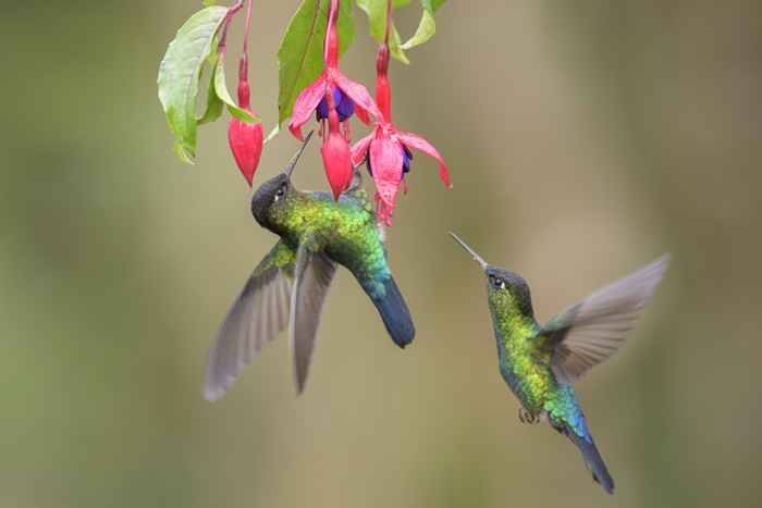 Fiery throated hummingbirds