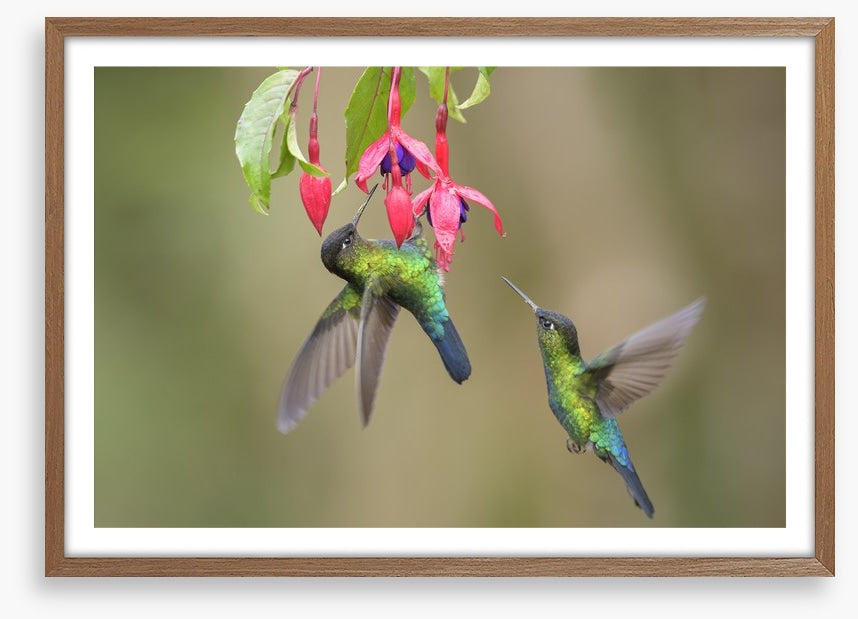 Fiery throated hummingbirds