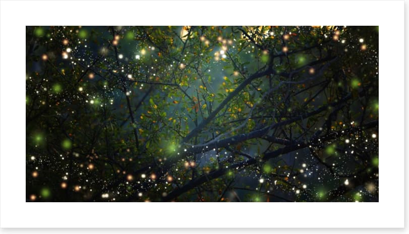 In the firefly forest