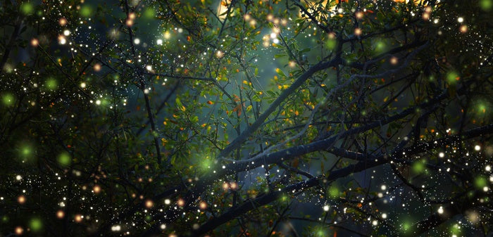 In the firefly forest
