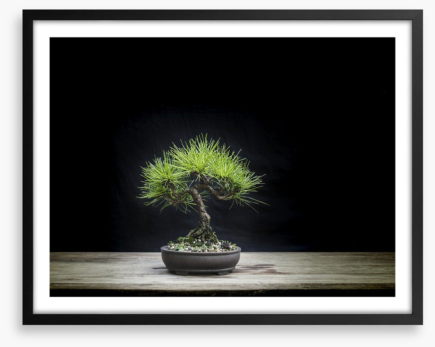 Black pine bonsai