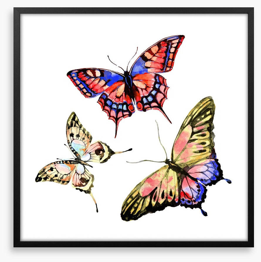 Butterflies