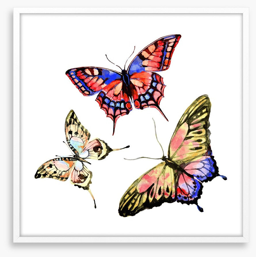 Butterflies